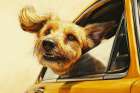 Happy dog riding with head out car window. (AI Generated) Art Print